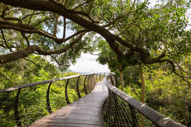 A photograph of the Kirstenbosch Botanical Garden, located in Cape Town, South Africa. Surrounded by lush greenery and talls trees