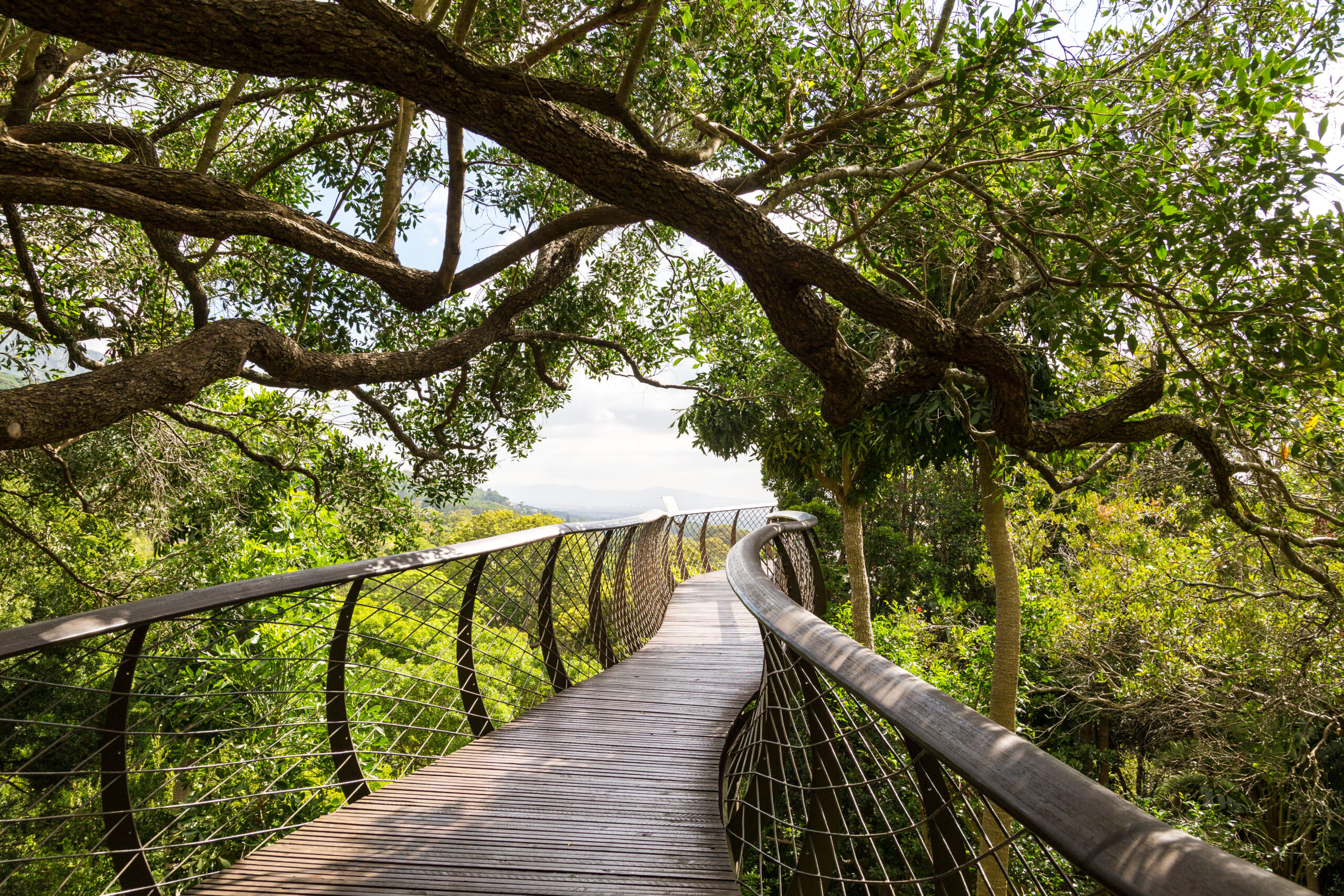 A photograph of the Kirstenbosch Botanical Garden, located in Cape Town, South Africa. Surrounded by lush greenery and talls trees